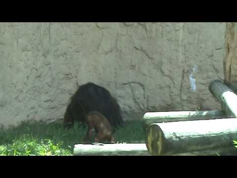 Orangutans Playing At the Houston Zoo