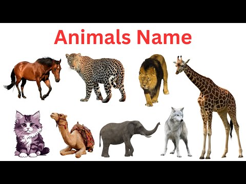 Animals Name for Kids | learn Animal Name in English | Animals Name With Picture