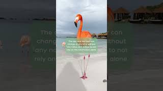 Flamingo Beach Aruba 🦩 How To Get a Day Pass to Renaissance Island | BEST WAY