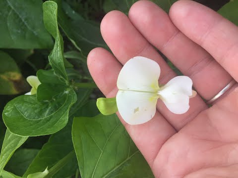 Garden 5