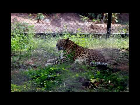 Indira Gandhi Zoological Park (Zoo), Vizag.