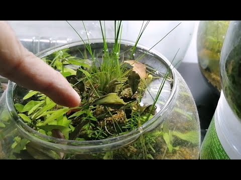 Making a Mini Pond in a Plastic Container