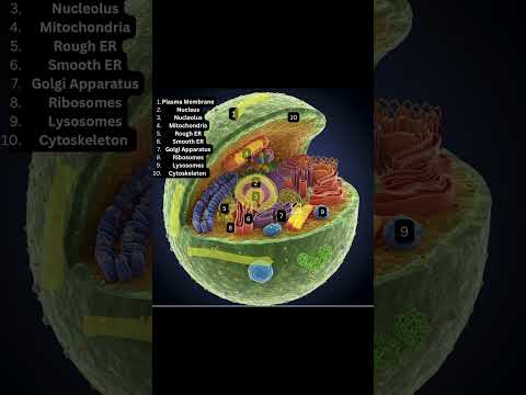 The Cell: Organelles and functions #anatomy #education #biology #cells #nucleus #scienceshorts #body