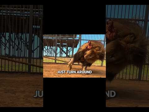 Humans Vs animals Part 1 #fyp #viral #trending #mrbeast #challenge #usa #explore #anime #edit
