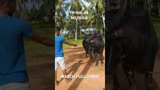 Yermal da Munna #kambala #tulunadu #culture