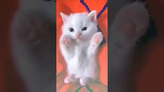 cute kitten 😺