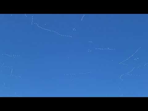 huge flight of birds