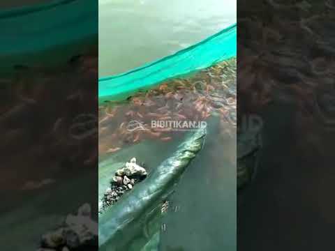 Jual Bibit Ikan Tombro Size Besar - Cocok Untuk yang mau Cepat Panen | 0822-3435-2650