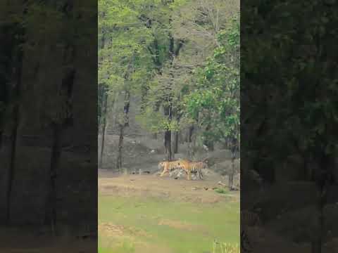 #tiger #tigers #wildlife #ytshorts #sorts