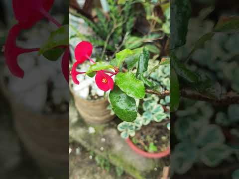 red flower #nature #naturelovers #chirpingbirds #flowers #relaxingrain