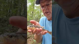 In God fishing caught a Creek Chub in Little Black Creek at Margaret Alabama #fishing