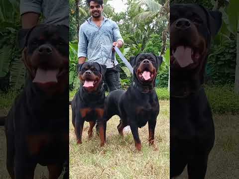 Heavy size rottweilers 🔥🔥READY TO FIRE 🔥🔥  #shortfeed #yutubeshorts #rottweiler