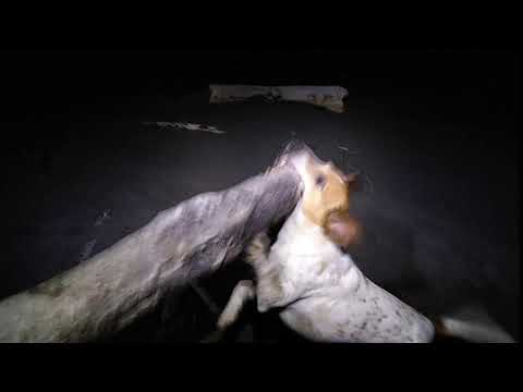 Yarnbi Mad River megastick jiggle noggin blue heeler Jack Russell Terrier Clam Beack JRT