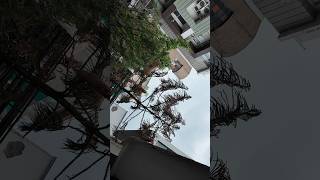 Dji Osmo Pocket 3 Spin Shot 180 degree shot #djiosmopocket3 #trending #shorts #cinematic #dji