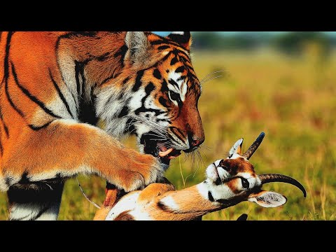 The Tiger With Gazelle's 🐅