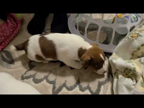 Jack Russell puppies  Mar 7 2025