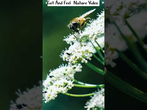 Meditation,Music Video #relaxing #sleepmusic30minutes  #meditation #nature #healingmusic