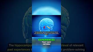 Unlock Your Brain's Problem-Solving Power! (Neuroscience Explained)