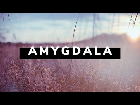Vito Konte - Amygdala (Piano)