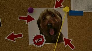 Where's the Dog, Jimmy? | SysAdmin Day 2022