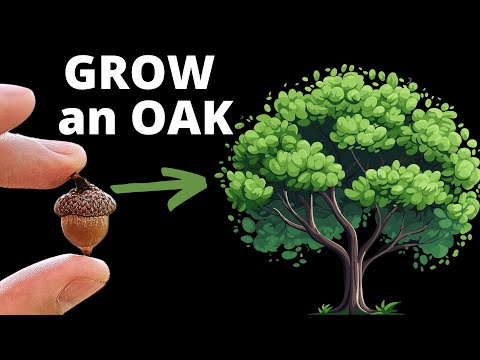 How to Grow an Oak Tree from an Acorn – Fun & Easy Guide!