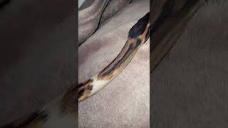 🖤🤍#snake #viralvideo #foryou #reptiles #animals #fypシ #piedballpython