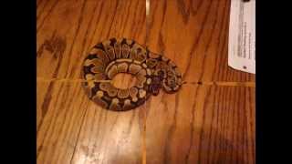 ball python collection