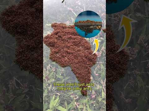 Army Ants Turn Into Living Rafts During Floods! 🐜🌊