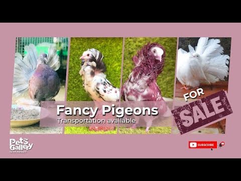 വിവിധ ഇനം ഫാൻസി പ്രാവുകൾ വിൽപനക്ക് | pigeon sale in kerala | pigeons for sale | pigeon sale 2020