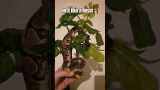 Do it like a 👸👑🐍 #snake #royal #royalpython #viral #youtube #youtubeshorts #shortsvideo #viralvideo