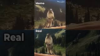 Screaming Beaver | Meme Vs Real #animals #funny #memes