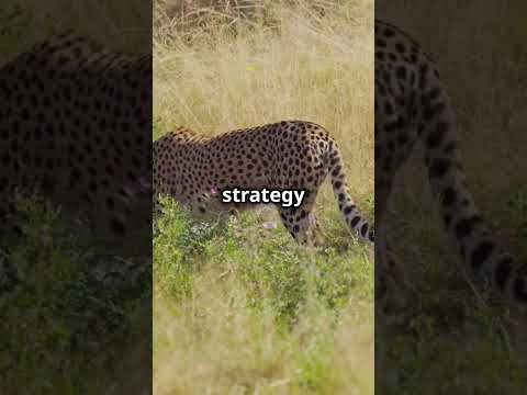 99% dont know these cheetah facts