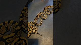 1.2 DH Hypo Puzzle #ballpython #ballpythonbreeder #ballpythonsnake #hypopuzzle #snake #royalpython