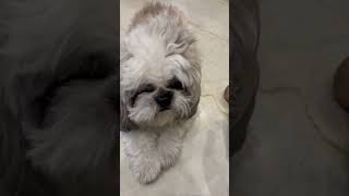 #bgmi #251 #dj #vlog #colors #first_vlog_me_kya_bole #first_vlog_video_kaise_banaye #nemo #dog