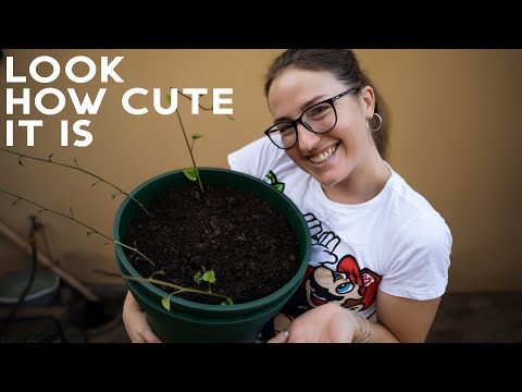Easy Sweet Potato Pot! Grow and harvest sweet potatos at home!TRY THIS OUT