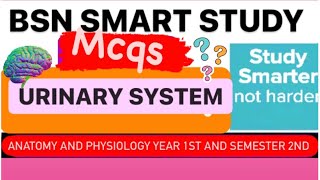 The Urinary System Mcqs | Anatomy and Physiology Year 1 semester 2