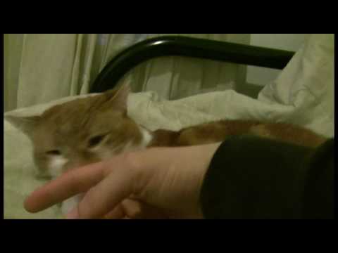 my cat vixia hf 100
