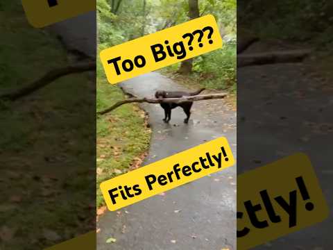 When the Stick is Bigger Than the Dog 😆🐕 🌲 #labrador #funnydog
