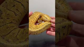 Check this out!… Pastel Asphalt Pinstripe #ballpythonmorphs #snake #royalpython #ballpython #reels