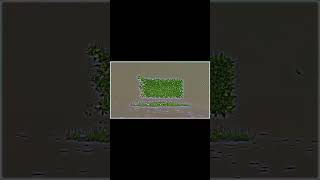 Eid Mubarak #shortvideo #viralvideo #python #foryou