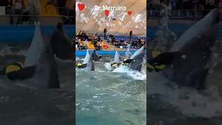 EXPOSED: Dolphin, the real VILLAIN of the sea... #curiosity #animals #dolphins