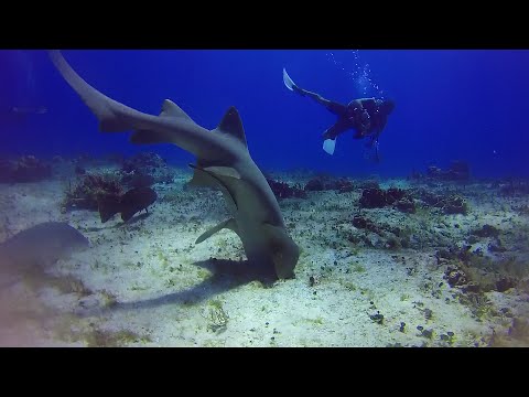 Geo Pro Diver: Coustô Parody  - Playa del Carmen - Cozumel - Mexico