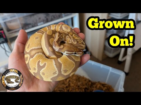 Breeding Ball Python's. Growing On Snakes!