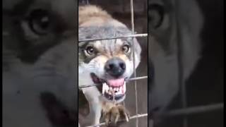 Most Aggressive Wolf 👿