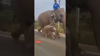 hathi ka  bacha