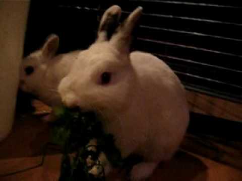 Bunnies Nomnom