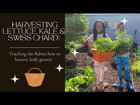 Harvesting Lettuce, Kale & Swiss Chard