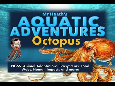 Aquatic Adventures - Octopus (Greece)
