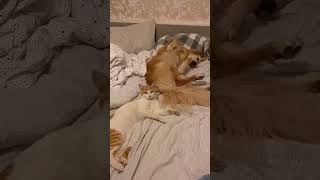 Funny and cute dogs compilation#funnydogs#cute#doglover#doglife#cure#dogshorts#pet#doglife
