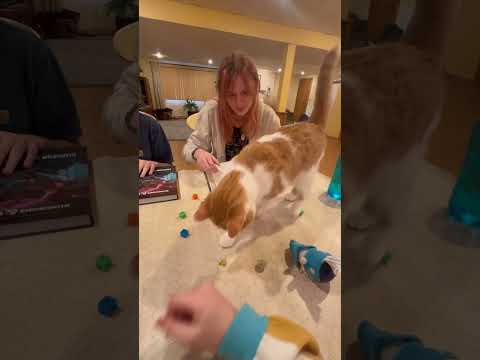 DnD From a Pet POV  #comedy #dnd #tabletopgames  #dungeonsanddragons #cat #rpg #fantasy #ttrpg